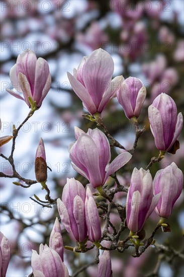Blossoms of a magnolia (Magnolia), magnolia x soulangeana (Magnolia xsoulangeana), magnolia