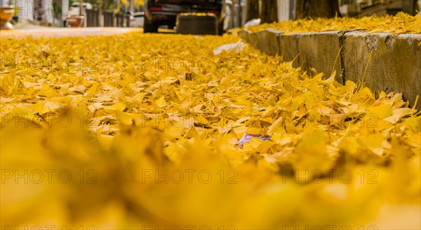Closeup of gingko leaves fallen on street next to curb. Foreground and background blurred for