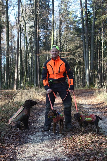 Wild boar (Sus scrofa) dog handler with hunting dogs quail and hunting terrier, all in safety
