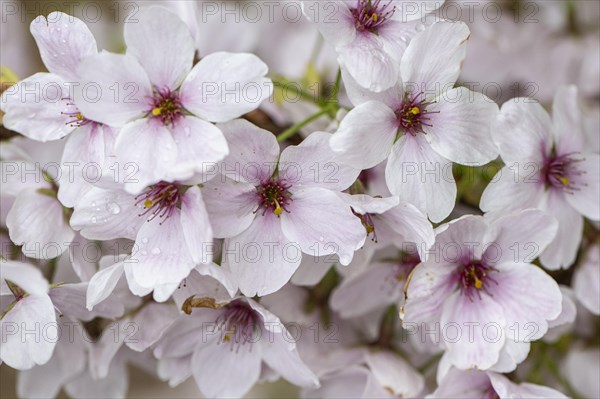 Japanese cherry (Prunus serrulata), Emsland, Lower Saxony, Germany, Europe