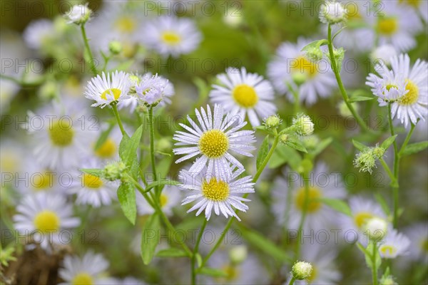 Daisy fleabane (Erigeron annuus), flowers with raindrops, Moselle, Rhineland-Palatinate, Germany,