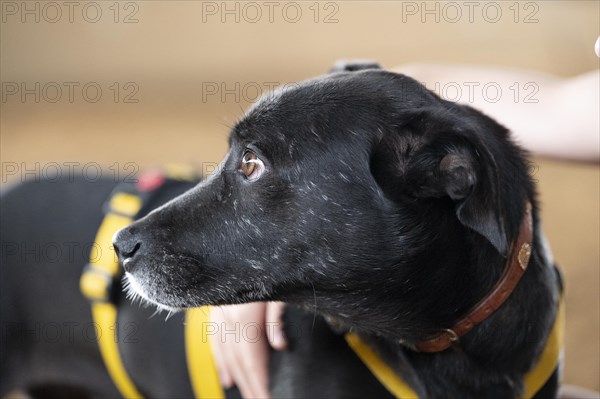 Domestic dog (Canis lupus familiaris), black, female, older, grey muzzle, brown eyes, being hugged