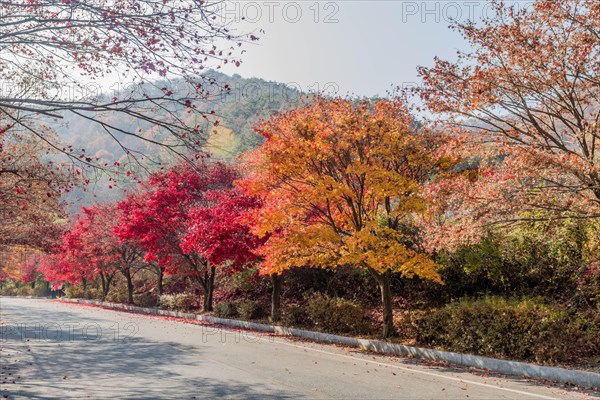 A serene street lined with trees showcasing spectacular fall foliage against a clear sky, in South