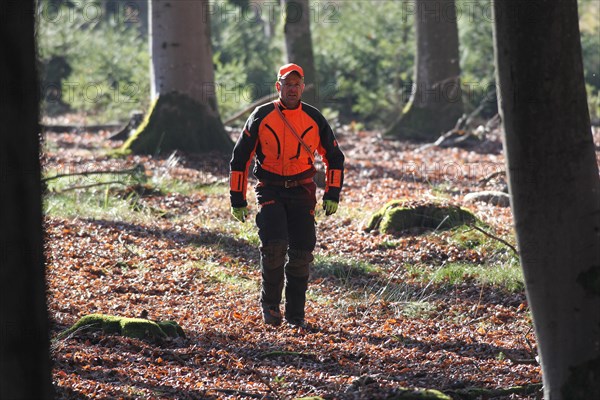 Wild boar (Sus scrofa) Hunting assistant, so-called driver, in safety clothing, Allgaeu, Bavaria,