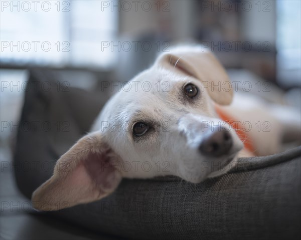 Domestic dog (Canis lupus familiaris), light coat, female, young, animal welfare dog, lying in a