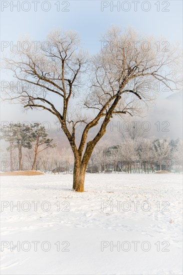 Winter landscape large leafless tree with frost on branches in middle of field covered with snow.