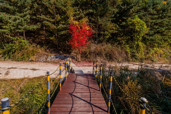 A tranquil footbridge leads to a vibrant red bush among green pines in an autumn setting, in South