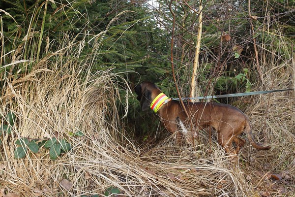 Hunting dog, Bavarian Mountain Hound barking at wild boar (Sus scrofa) in a thicket, Allgaeu,