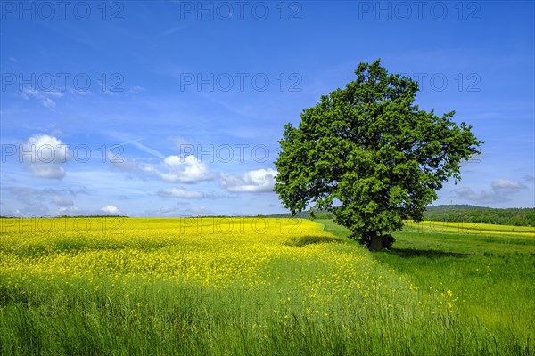 Single tree at the edge of a field, right between a flowering rape field and a meadow, in West