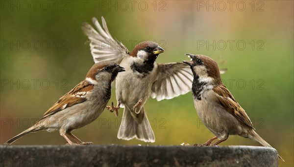 Animals, bird, sparrow, house sparrow, Passer domesticus, three sparrows fighting with each other,