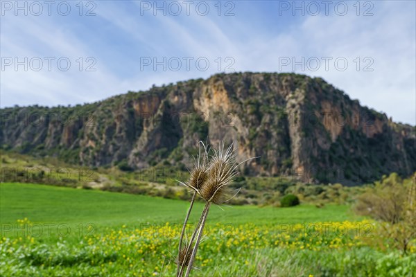 A dried thistle stands in sharp focus against the backdrop of a vibrant green meadow with blooming