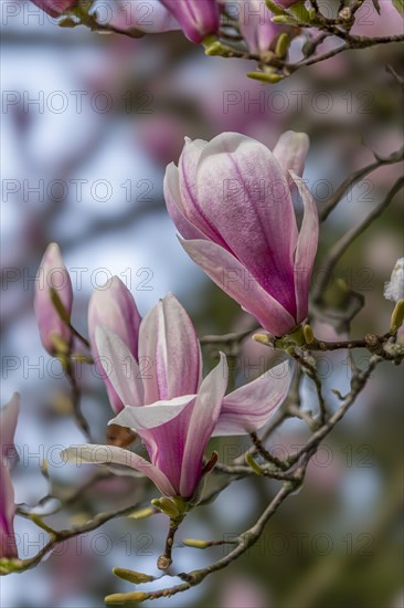 Blossoms of a magnolia (Magnolia), magnolia x soulangeana (Magnolia xsoulangeana), magnolia