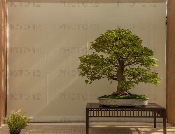 Bonsai