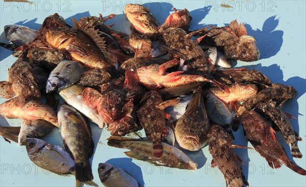 Fish for the bouillabaisse a la marseillaise are sold at the fish market on the Quai des Belges,