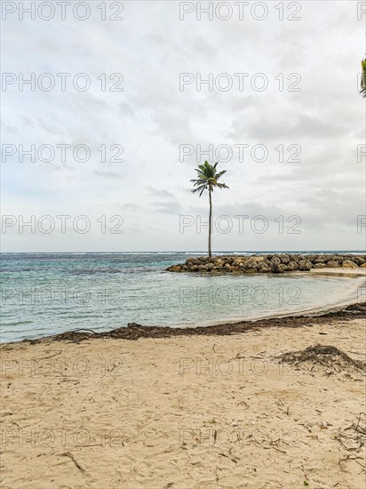 Caribbean dream beach with palm trees, white sandy beach and turquoise-coloured, crystal-clear