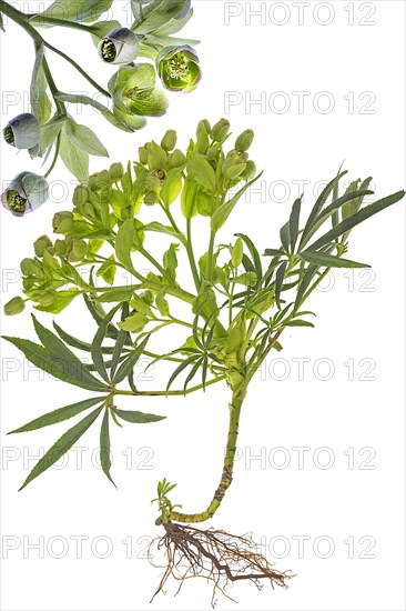 Palm-leaf hellebore (Helleborus foetidus) with roots on a white background, Bavaria, Germany,