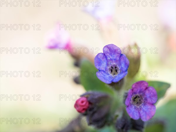 True lungwort or common lungwort (Pulmonaria officinalis), flowers, Leoben, Styria, Austria, Europe