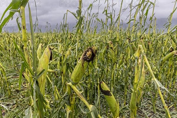 Destroyed maize field after hail, severe weather, climate change, Alpine foothills, Bavaria,