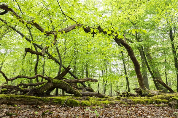 Near-natural deciduous forest, moss-covered deadwood, in spring, Barnbruch Forest nature reserve,