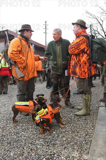 Wild boar hunt, hunters in high-visibility waistcoats and hunting terriers with safety waistcoats