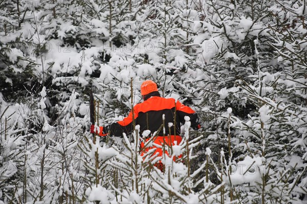 Wild boar hunt, hunting assistant, so-called beater, in safety clothing and armed with a spear,