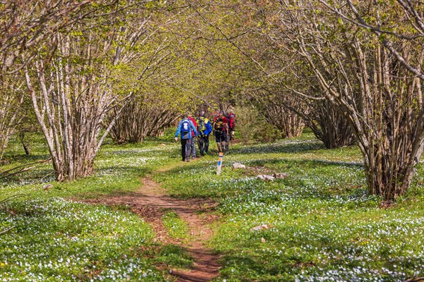 Hikers on a winding path in a budding hazel (Corylus avellana) tree grove and blooming wood anemone