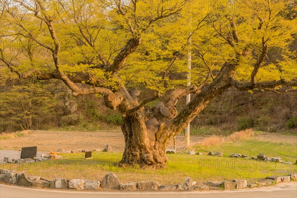 Large tree in rural farming community. Tree is 630 years old, 25 meters tall and with girth of 7.5