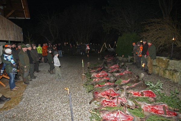 Wild boar (Sus scrofa), traditional track laying after the end of the hunt, Allgaeu, Bavaria,