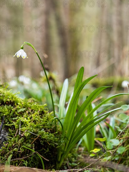 Spring snowdrop (Leucojum vernum), March snowdrop, March bell, large snowdrop. Amaryllis family