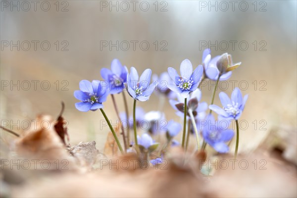 Common liverwort (Hepatica nobilis), flowers in the sunlight between leaves on the forest floor,