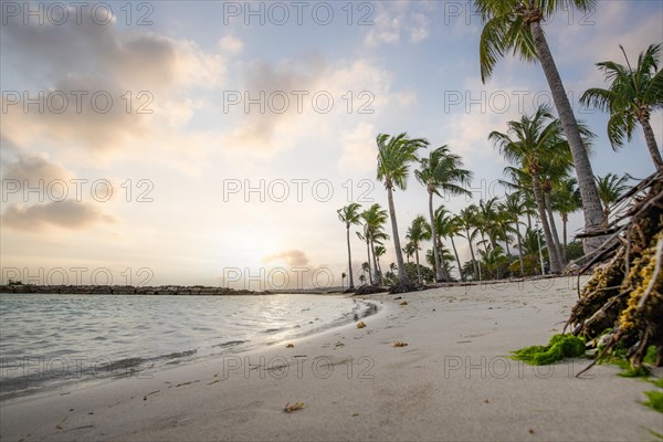 Caribbean dream beach with palm trees, white sandy beach and turquoise-coloured, crystal-clear