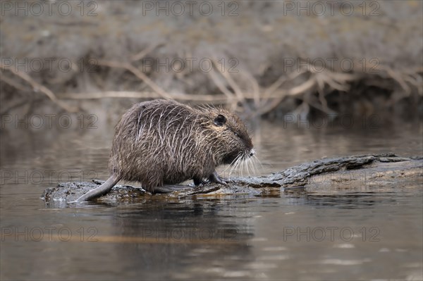 Nutria (Myocastor coypus), wet, walking on a lying tree trunk in the water, profile view,