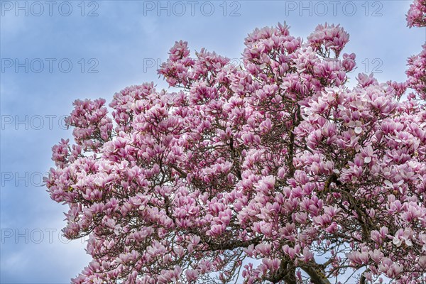 Tree with magnolia blossoms, magnolia (Magnolia), magnolia x soulangeana (Magnolia xsoulangeana),