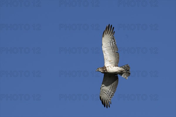 Black-chested snake eagle (Circaetus pectoralis), Mziki Private Game Reserve, North West Province,