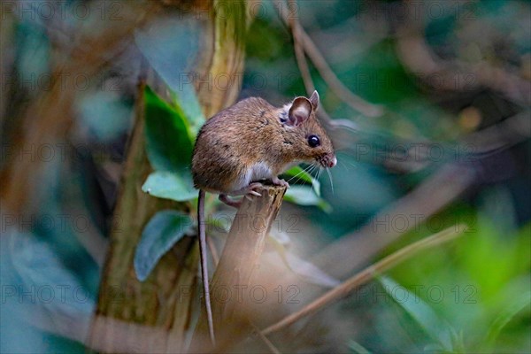 House mouse (Mus musculus)