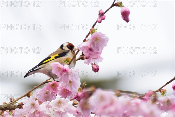 European goldfinch (Carduelis carduelis) on a branch amidst pink cherry blossoms looking upwards,