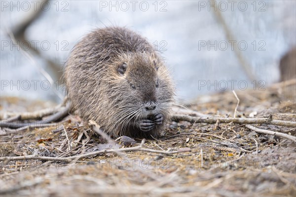 Nutria (Myocastor coypus), holding something in its paws, eating, frontal sideways, surrounded by