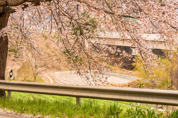 Branches of beautiful cherry blossom tree next to roadway bridge and cultivated field in background