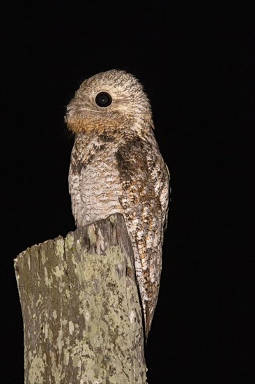 Great potoo (Nyctibius grandis) Pantanal Brazil