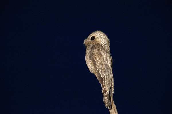 Great potoo (Nyctibius grandis) Pantanal Brazil