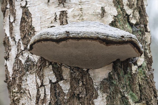 Tinder fungus (Fomes fomentarius), fruiting body on a downy birch (Betula pubescens) trunk, Lower