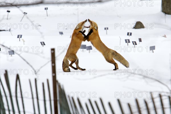 Red fox. Vulpes vulpes. Males red fox fighting. Montreal botanical garden. Province of Quebec.