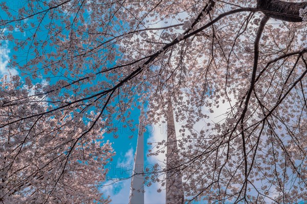 Looking up through cherry blossom tree branches to beautiful blue sky with puffy white clouds in