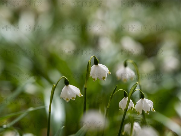 Spring snowdrop (Leucojum vernum), March snowdrop, March bell, large snowdrop. Amaryllis family