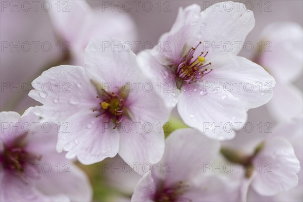 Japanese cherry (Prunus serrulata), Emsland, Lower Saxony, Germany, Europe