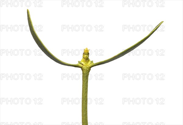 Female flower of the pine mistletoe (Viscum laxum), a shoot hemiparasite, Valais, Switzerland,