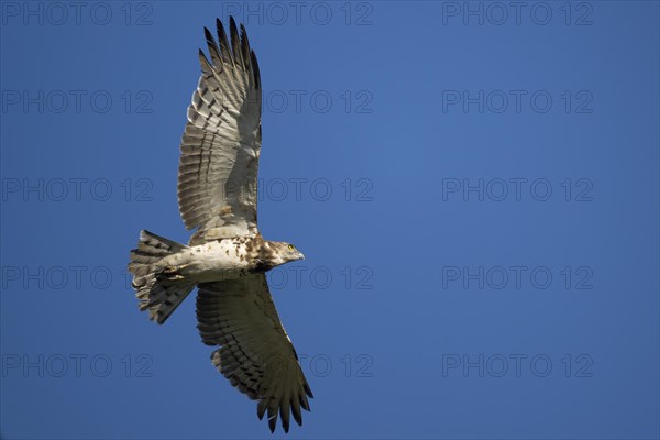 Black-chested snake eagle (Circaetus pectoralis), Mziki Private Game Reserve, North West Province,