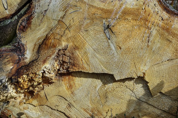 Cut through a tree trunk with annual rings and traces of the chainsaw, Allgaeu, Swabia, Bavaria,