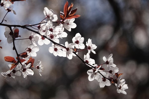Ornamental cherry in bloom, March, Germany, Europe