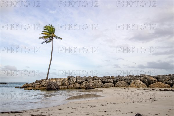 Caribbean dream beach with palm trees, white sandy beach and turquoise-coloured, crystal-clear